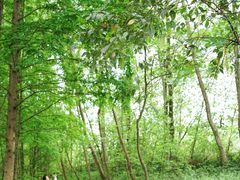 -桤木河湿地公园