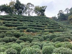 -十八棵（老龙井）御茶园(老龙井店)