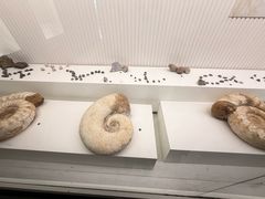 -青岛贝壳博物馆