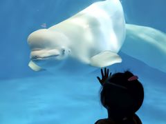 -海合安成都极地海洋公园