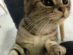-三花喵·撸猫购宠·宠物生活馆(虹桥南丰城店)