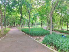 -番禺大夫山森林公园
