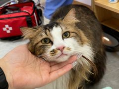 -东莞宠友24H宠物中心医院·转诊夜诊·异宠(新河北路院)