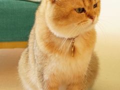 -猫在这儿猫咪咖啡馆·撸猫馆