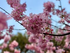 -武汉大学-樱园