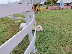 -紫颐香薰山谷景区