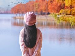 -合肥滨湖国家森林公园