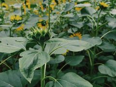 -深圳仙湖植物园
