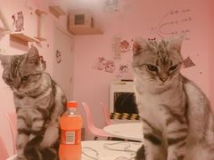 -三花喵·撸猫购宠·宠物生活馆(虹桥南丰城店)