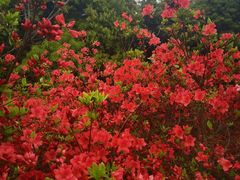 -瑞安圣井山景区