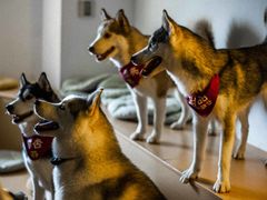 -Husky Go! 哈士奇体验馆·宠物咖啡厅狗咖