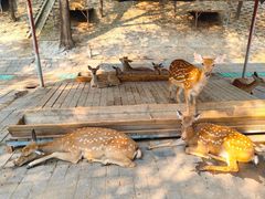 -北京鹿世界主题园