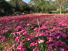 -松山湖梦幻百花洲