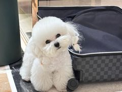 -小尾巴宠物店(万科·金域华庭店)