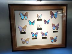 -上海昆虫博物馆