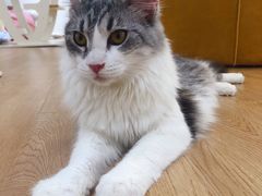 -1013 PET SHOP精品宠物商店(丁香店)