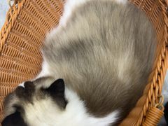 -爱洗澡的猫(天河路店)