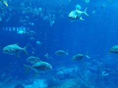 -亚龙湾海底世界