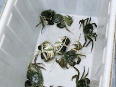 -蟹状元大闸蟹·年货·粽子(成都成华店)