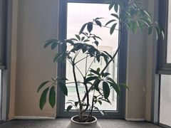-阿那亚第三食堂 Cafeteria 3