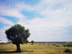 -苏泊罕大草原旅游景区