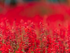 -羊亭河湿地公园