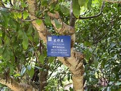 -中国科学院西双版纳热带植物园