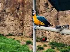 -西霞口神雕山野生动物世界