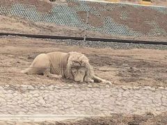 -秦皇岛野生动物园
