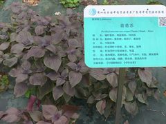 -广东中医药博物馆