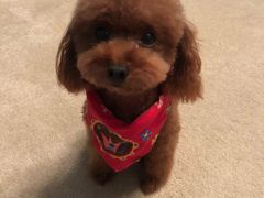 -喵汪宠物生活馆(涞坊路店)