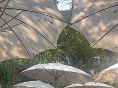 -Fern Forest Cafe