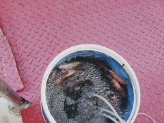 -小猫钓鱼海钓俱乐部(椰梦长廊店)