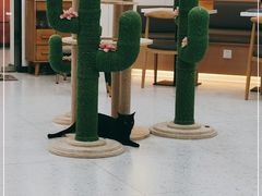 大堂-喵园·猫主题咖啡厅·撸猫·猫咖(国贸店)