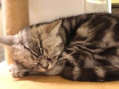 -more than meow吴止猫主题餐厅(承德 中船汇店)