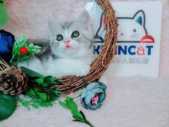 -十年猫舍·猫咪专门店(普陀店)