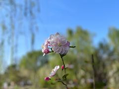 -海棠花溪(元大都城垣遗址公园)