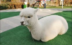 -萌宠亲子动物乐园(槐房万达店)