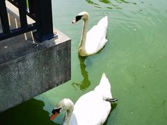 -合肥野生动物园