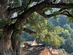-杨家堂村