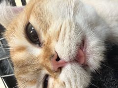 -动物缘宠物医院·骨科·猫科(西二环店)