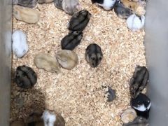 -钓仓鼠(洋桥北里小区店)