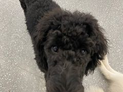 -Let's go狗咖·猫咖·奶狗·桌游(春熙路IFS店)