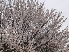 -同里国家湿地公园