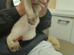 -瑞派·关忠动物医院·猫专科·犬专科(三环新城店)