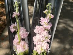 -上海鲜花港