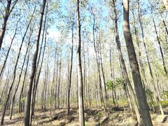 -合肥滨湖国家森林公园