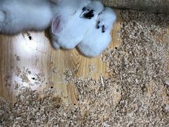 -龟与熊猫宠物公园(南坪店)