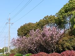 -南汇桃花村