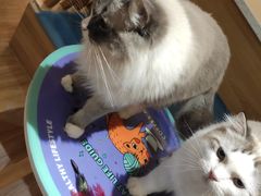 -滚猫咖啡·猫咖·猫友好撸猫(未来城店)